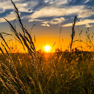 Sonnenuntergang auf einer Wiese